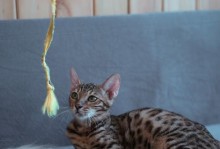 土猫的性格与颜色（探讨不同颜色土猫的性格特点及对人类的亲近程度）