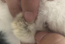 猫蛋蛋肿是什么样的？（揭开猫蛋蛋肿的奥秘）
