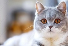 小猫灵敏的特性和行为（探索小猫灵敏的世界，揭秘它们的惊人才能）