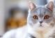 小猫灵敏的特性和行为（探索小猫灵敏的世界，揭秘它们的惊人才能）