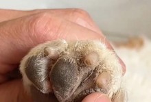 狗脚底下的毛（探索狗脚底下毛的功能和重要性）