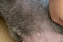 狗狗乳房出现硬块？了解疾病的种类和处理方法（了解狗狗乳房肿块的常见原因和应对之道）