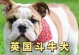斗牛犬眼睛下的刀疤之谜（探索斗牛犬眼睛下刀疤的成因及影响）