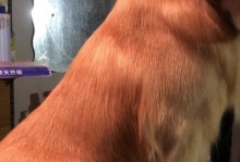 金毛犬的性格特点与行为表现（探寻金毛犬性格的奥秘与展现）