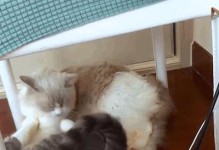 新猫咪入驻之事项（迎接新成员，关爱有心）