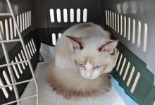 猫肝腹水饮食管理（饮食调理对猫肝腹水的重要性）