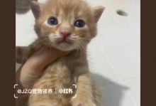 从送出去的小猫到收回来的大猫，一个宠物故事（三个月后的相遇，回归爱的怀抱）