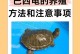 以巴西可以与哪些龟杂交？（探索巴西的多样化龟类杂交品种）