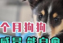 狗狗感冒了吃什么药好？（2个月大的宠物犬感冒了怎么办？——以养狗人士为主的护理指南）