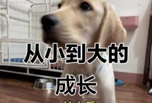 拉布拉多小狗的成长之旅（探寻拉布拉多小狗的成长过程与时间节点）