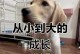 拉布拉多小狗的成长之旅（探寻拉布拉多小狗的成长过程与时间节点）