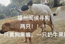 《黄色狗的美丽故事》（给黄色狗起个好听的名字）