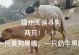 《黄色狗的美丽故事》（给黄色狗起个好听的名字）