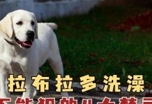 小拉布拉多洗澡时间的选择（了解适宜洗澡的时间和频率，让您的小拉布拉多更健康）