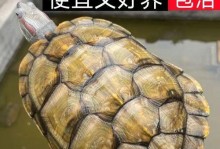 探秘巴西龟的繁殖周期（揭秘巴西龟下蛋的神秘过程）