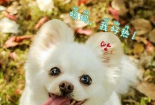 狗产后热（狗产后热的表现及其关键要点）