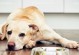 宠物狗的肠胃健康指南（如何呵护你的狗狗的肠胃健康）