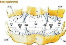 如何判断狗狗的年龄？掌握这5个地方就懂了！（探索狗狗年龄的秘密，从这些关键部位着手吧！）