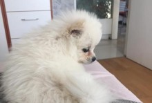 金毛与狼狗的混血后代（探究金毛和狼狗杂交后的狗狗特征及适应性）