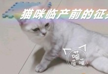 猫咪产前征兆（揭秘猫咪生产前的迹象）