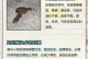 揭秘狗狗黑便的原因——从饮食到健康的全面解读（为什么狗狗会出现黑便？如何预防和处理？）