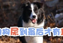 如何解决狗狗尿特别多的问题（从宠物生活习惯、饮食和训练方面入手解决）