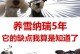雪纳瑞呕吐怎么办？（了解不同类型的雪纳瑞呕吐情况，采取正确的处理方法）