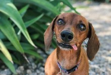 了解腊肠犬的成长情况（小体型犬种的生长发育过程与重要注意事项）