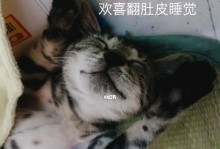 宁波流浪猫领养指南（拯救流浪猫，给爱一个家）