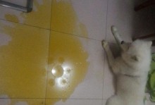 狗狗频繁呕吐的原因及解决方法（了解狗狗呕吐的常见原因，有效解决呕吐问题）