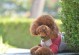 解决泰迪幼犬便秘问题的有效措施（帮助泰迪尽快摆脱便秘的困扰）
