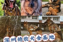 德国牧羊犬训练的关键技巧（有效训练德牧，让其成为理想伴侣和工作犬）