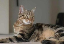 忠心陪伴的猫咪（品质与亲近度是关键，你的理想猫咪正在等你）