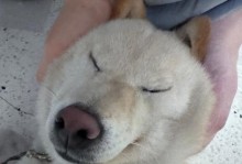 以养蛇为主的蜘蛛控制方法（独特而有效的生态平衡方式）