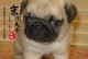 宠物犬2个月需要接种哪些疫苗？（详解八哥犬2个月龄的免疫接种计划）