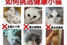 养猫攻略秘籍（打造舒适猫咪之家，给新成员最好的开始）