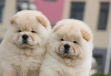如何正确清洁松狮犬的耳部和眼部（以宠物为主，打造健康洁净的宠物生活）