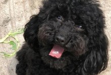 泰迪犬的毛发颜色转变及原因解析（从买回来到变色，泰迪犬的黑色是如何逐渐改变的）