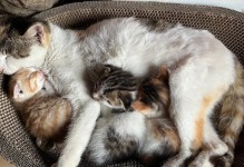 小猫怀孕多久有奶？（了解小猫妊娠期和产奶时间，为母猫健康提供关怀和支持）