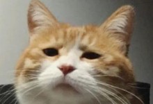 猫咪的成长之旅（揭秘猫咪离开窝巢的最佳时机与养护方法）
