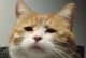 猫咪的成长之旅（揭秘猫咪离开窝巢的最佳时机与养护方法）
