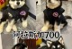 阿拉斯加犬的生仔时间及相关考虑（阿拉斯加犬的分娩周期和注意事项）