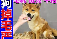 狗狗毛发快速生长的关键（狗狗毛发生长所需的关键元素及饮食建议）