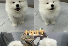 萨摩犬的疫苗接种时间和注意事项（保护宠物健康的关键——正确的疫苗接种）