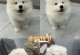 萨摩犬的疫苗接种时间和注意事项（保护宠物健康的关键——正确的疫苗接种）