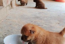 初生狗不喝奶多久会死？（初生狗生存所需的营养摄入和喂养注意事项）