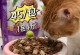 1个月大的小猫的饮食需求（了解小猫的主要食物及喂养时间安排）