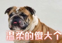 斗牛属于什么烈性犬？（了解斗牛犬的烈性特点及饲养要点）