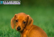 腊肠犬日常护理小常识（养犬人必读的护理技巧，保证宠物健康快乐）