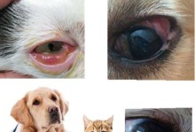 狗狗角膜炎的预防和治疗（以宠物为主的眼病，如何帮助狗狗？）